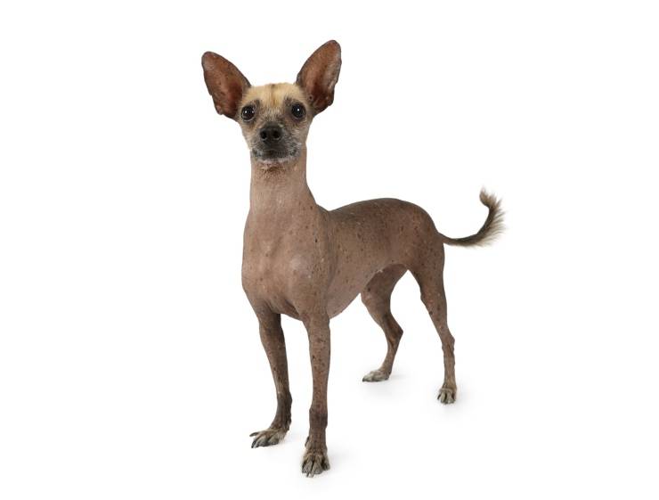 Xoloitzcuintli 