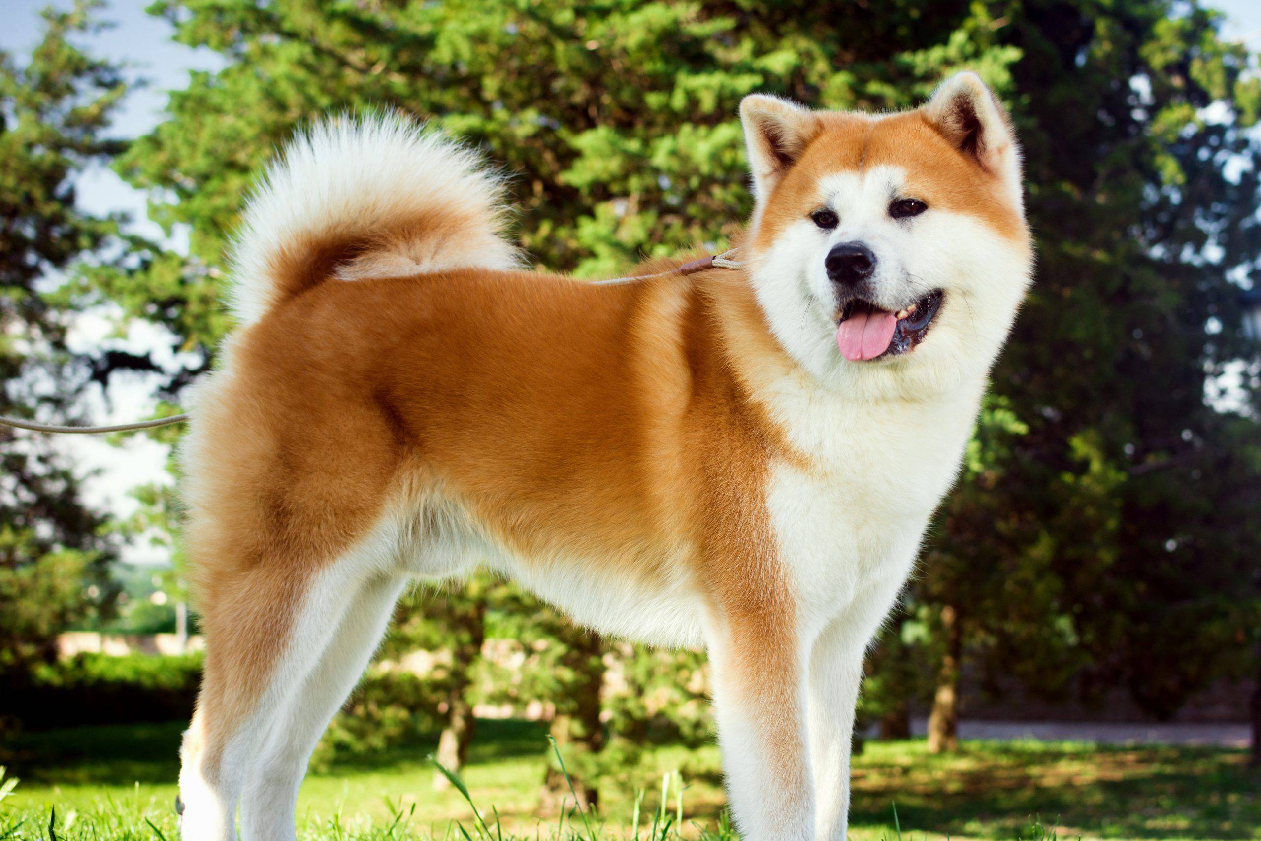 Akita adulto