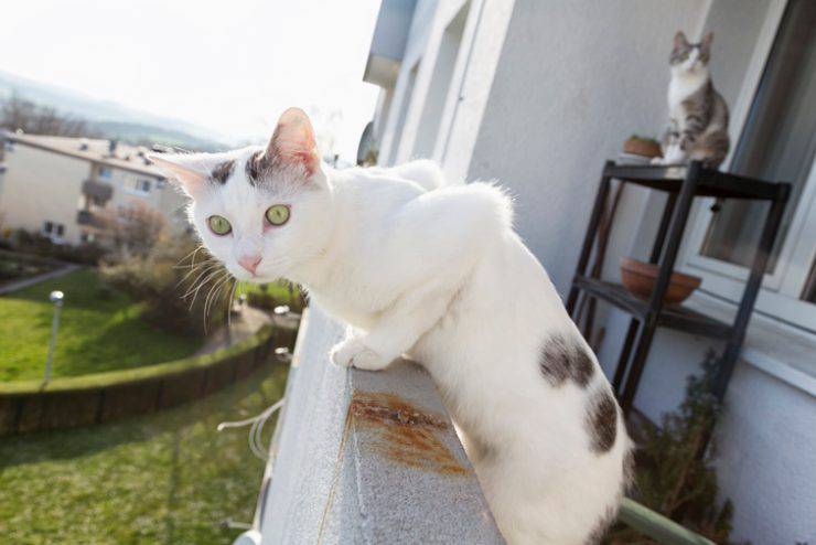 Come rendere il balcone sicuro per il gatto