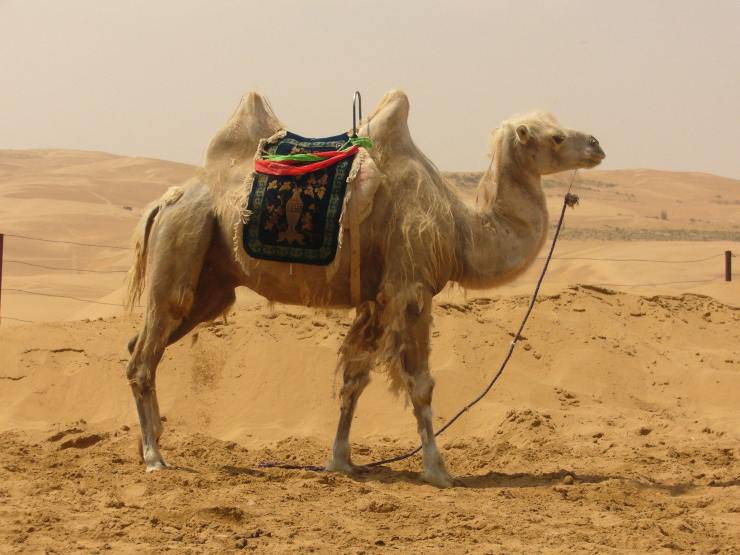 cammello nel deserto