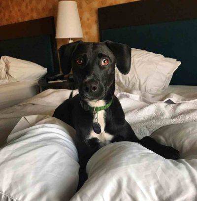 cane adozione albergo