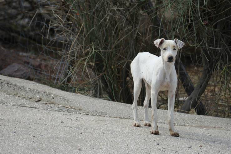 cane magro e debole