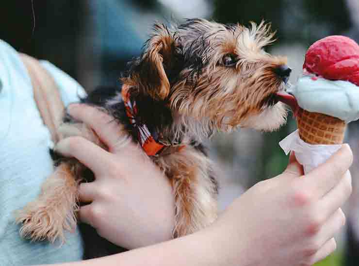Luna, il cane che ama il gelato più di ogni altra cosa al mondo
