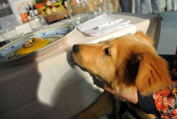 Il Cane Puo Mangiare La Polenta