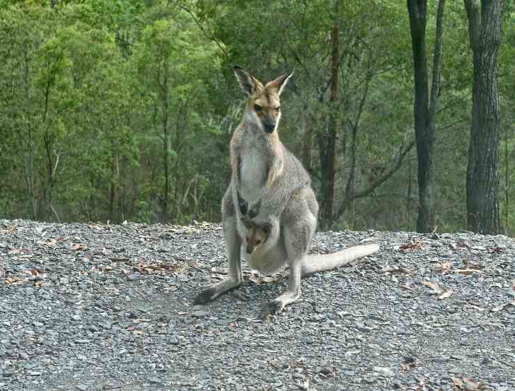 canguro