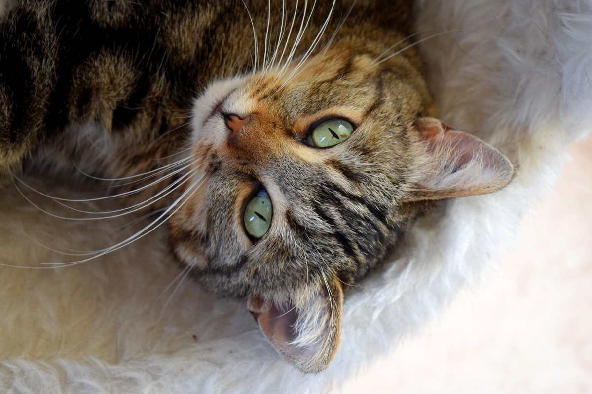 Il Gatto Si Comporta In Modo Strano 5 Motivi Che Spiegano Perch 