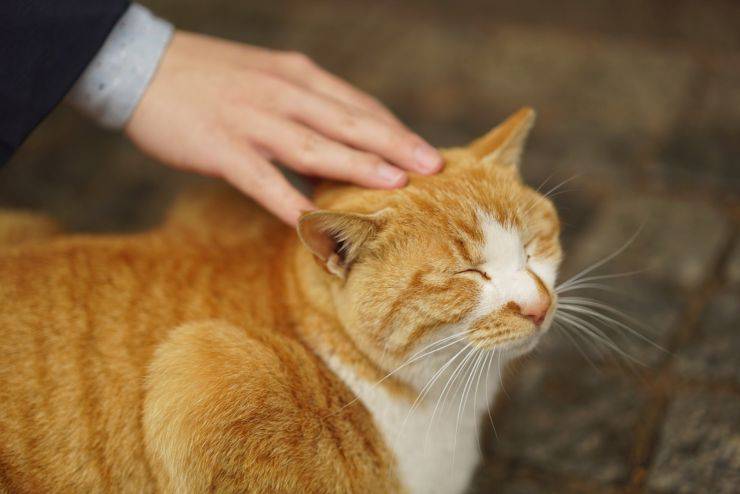 come farsi amare dal gatto