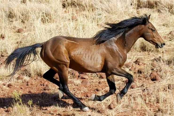 uccisione cavalli australia