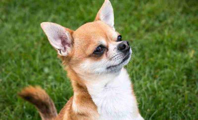 Chihuahua attento (Foto Pixabay)