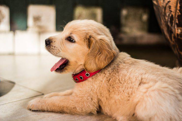 cucciolo di cane sbadiglio