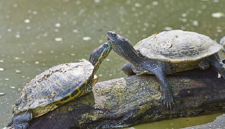 coppia tartarughe