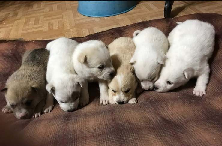 I sei cuccioli salvati dalla neve