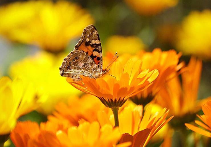 curiosita sulle farfalle