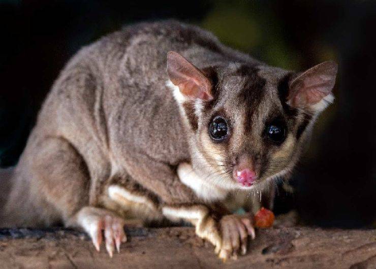 Cuccioli più piccoli del mondo