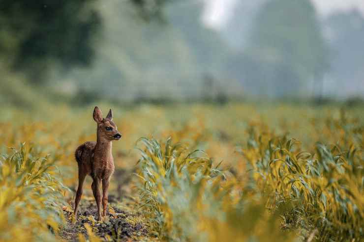 Cucciolo di cervo (Foto Pixabay)