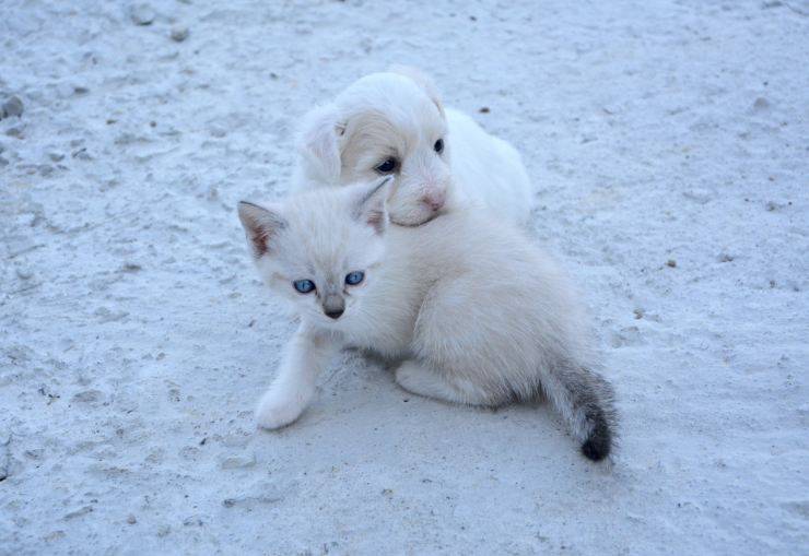  cane e gatto