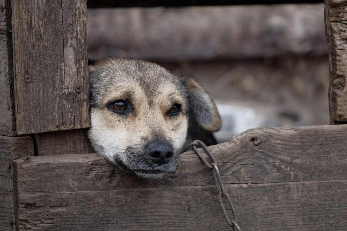 Cane alla catena: tra la Legge e il benessere dell'animale