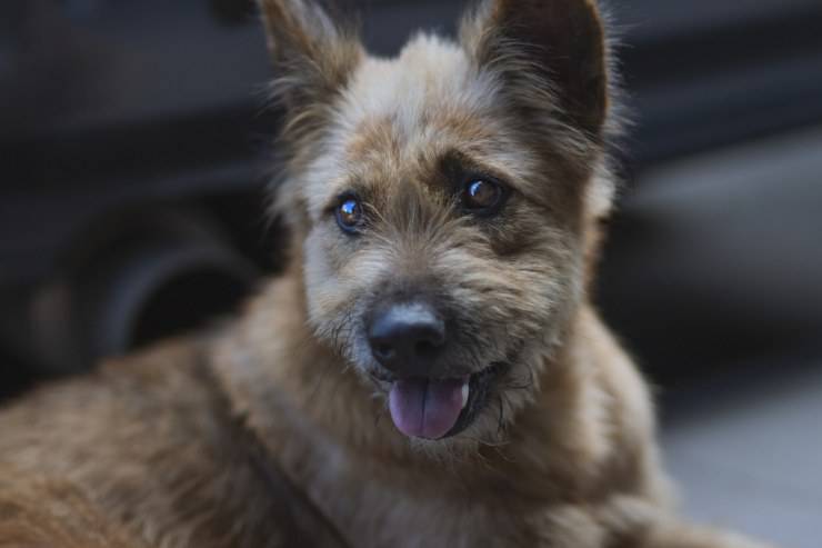 Collare elettrico per cani