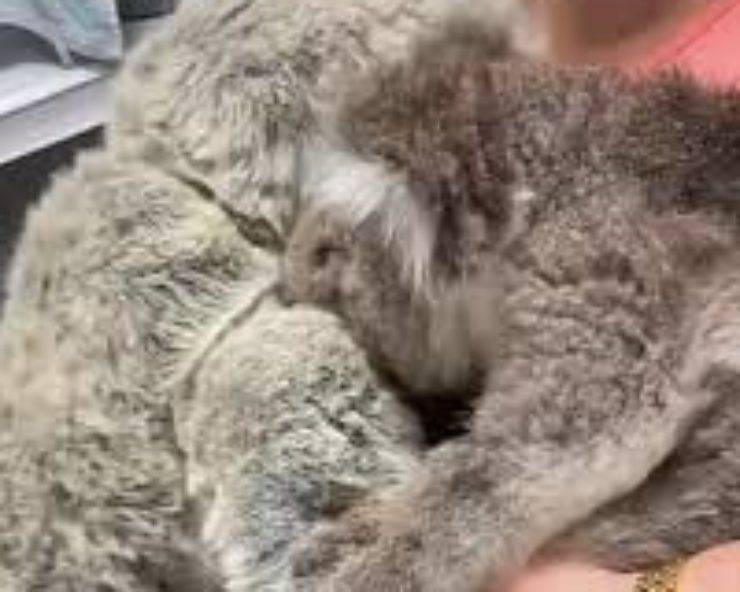 koala abbraccia mamma peluche video