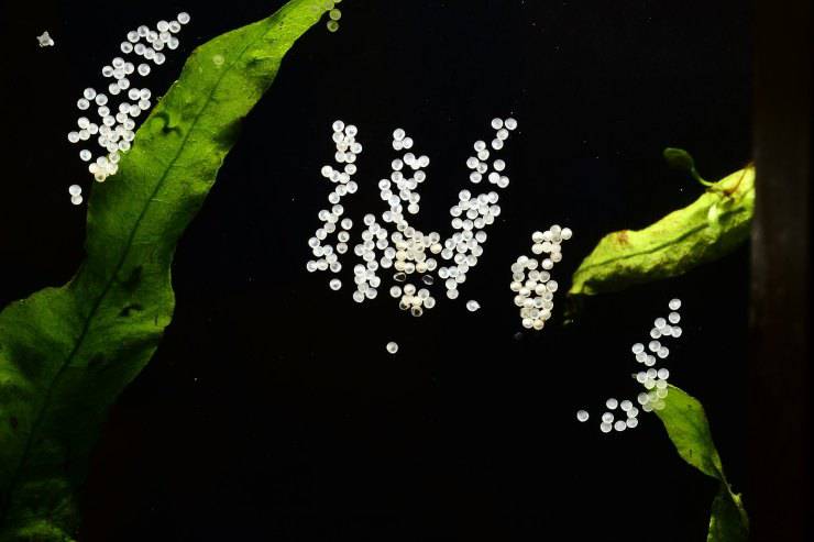 Uova di pesce corydoras