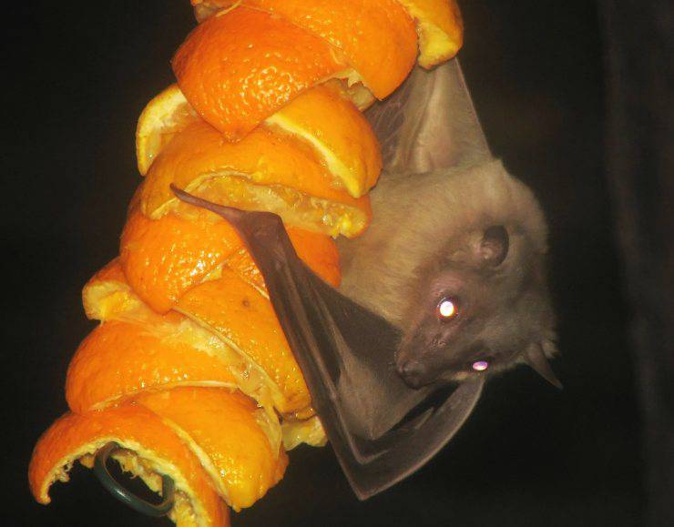 Pipistrelli e malattie