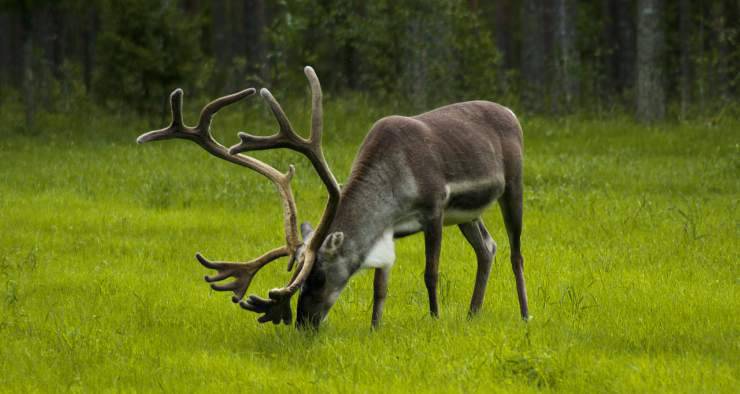 La renna in Finlandia (Foto Pixabay)
