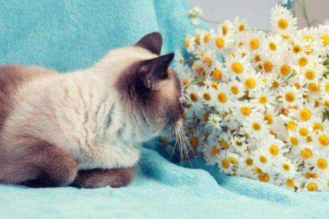 Le Piante Non Velenose Per I Gatti Quale Possiamo Tenere In Casa