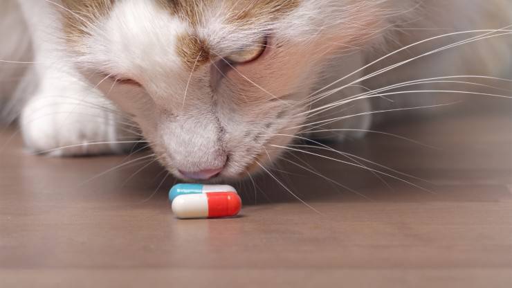 gatto farmaci