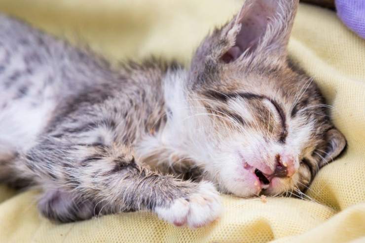 congestione nasale nel gatto