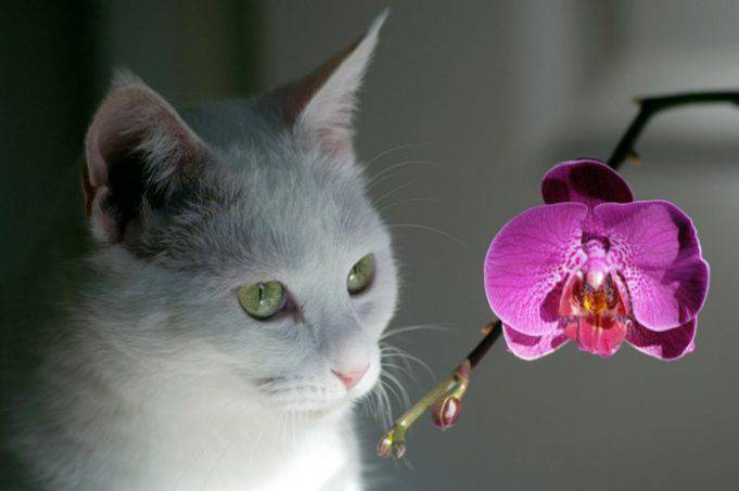Le Piante Non Velenose Per I Gatti Quale Possiamo Tenere In Casa