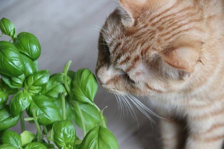 le piante non velenose per i gatti