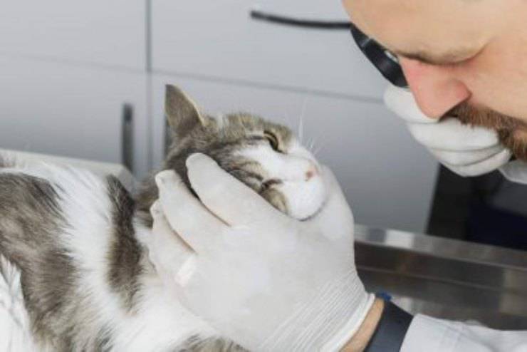 gatto veterinario