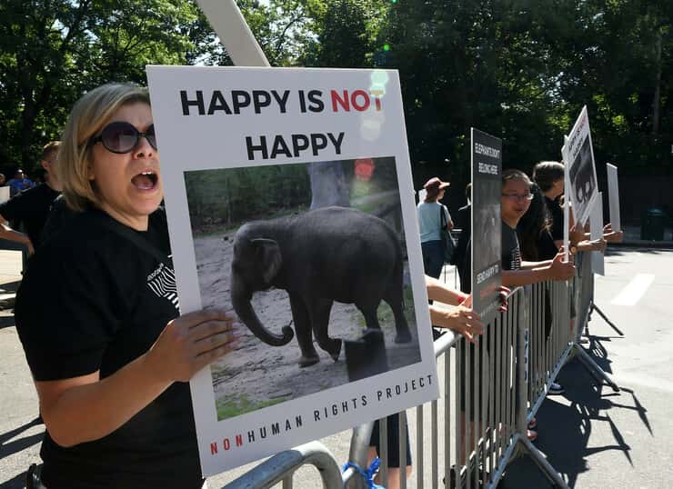 happy l'elefante