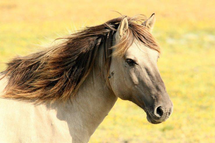 Obesità del cavallo