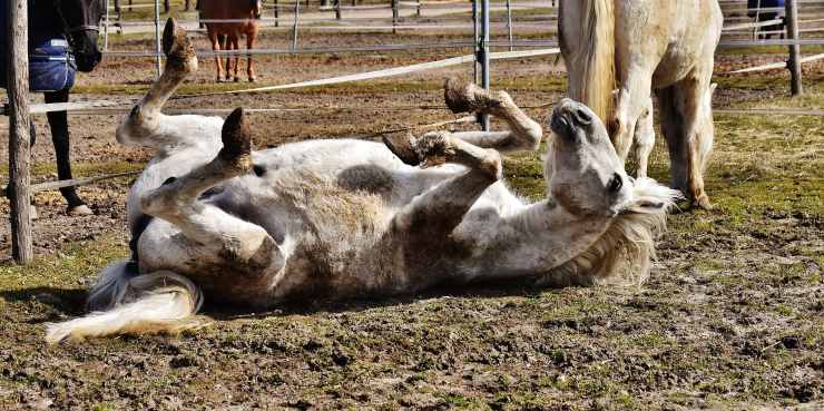 Cavallo obeso