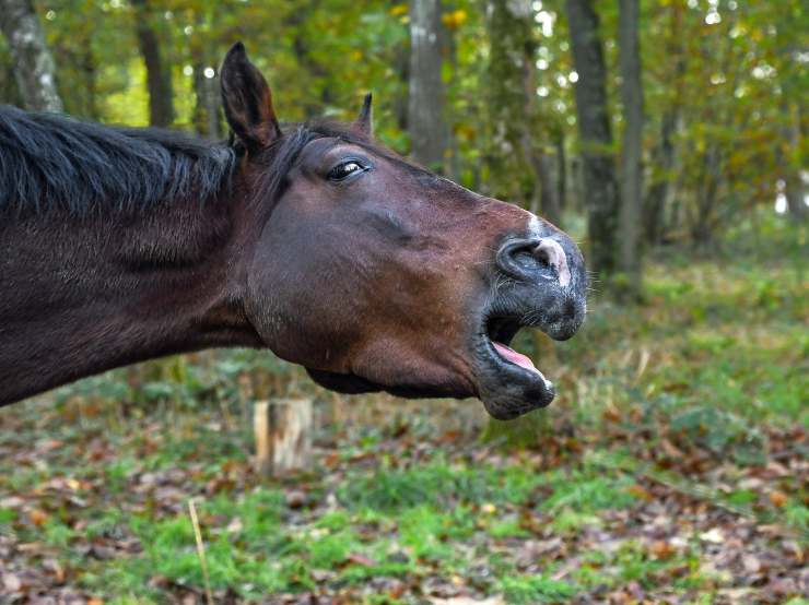 Cavallo