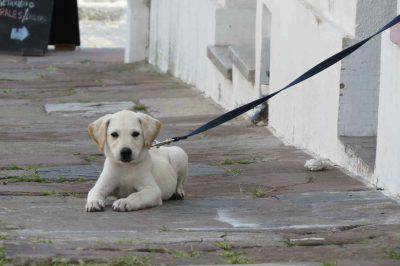 cucciolo non vuole uscire