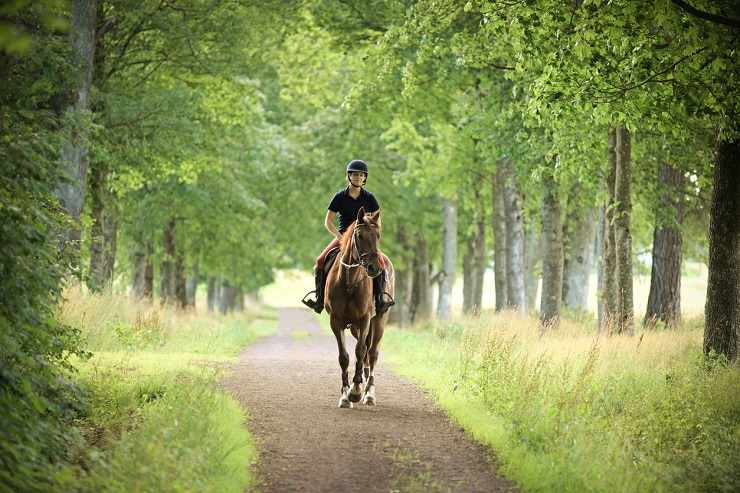 cavallo passeggiata