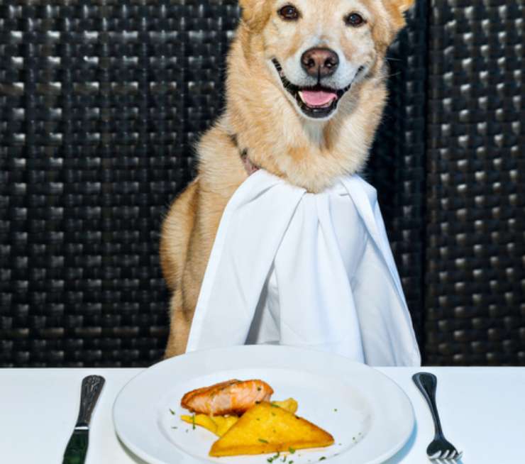 il cane puo mangiare la polenta