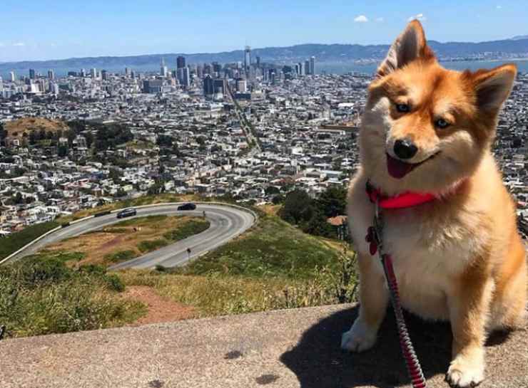 La cagnolina ammira il panorama (Foto Instagram)