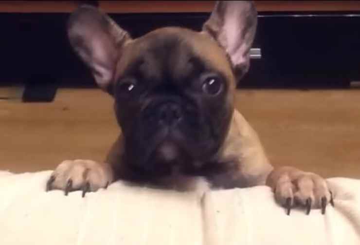 L'adorabile bulldog (Foto video)