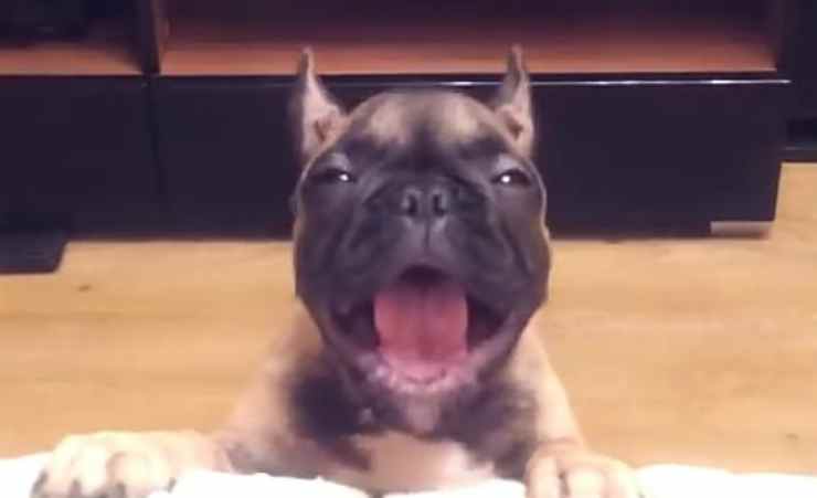 L'espressione eloquente del cucciolo (Foto video)