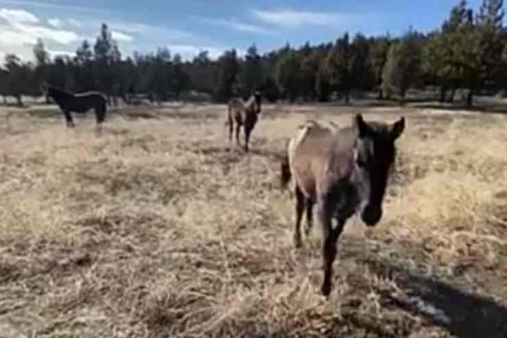 La famiglia di Elsa (Foto video)