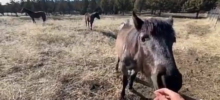 Uno dei cuccioli di Elsa in primo piano (Foto video)