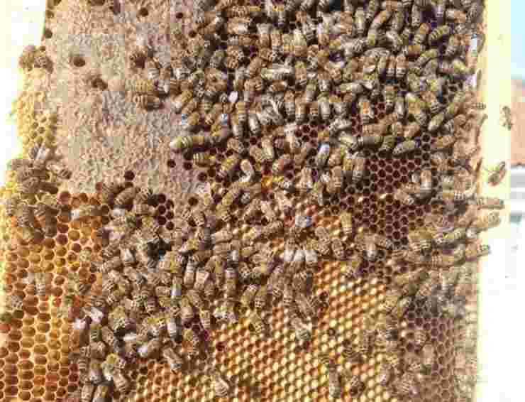 Sciame di api al lavoro (Foto Instagram)