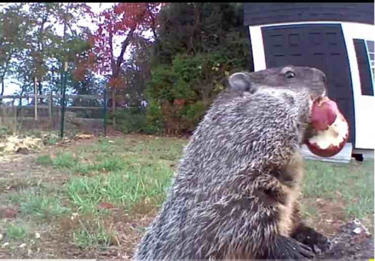 La marmotta con la mela (Foto video) 
