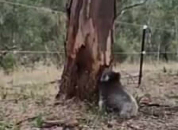 Il koala in procinto di salire (Foto video)