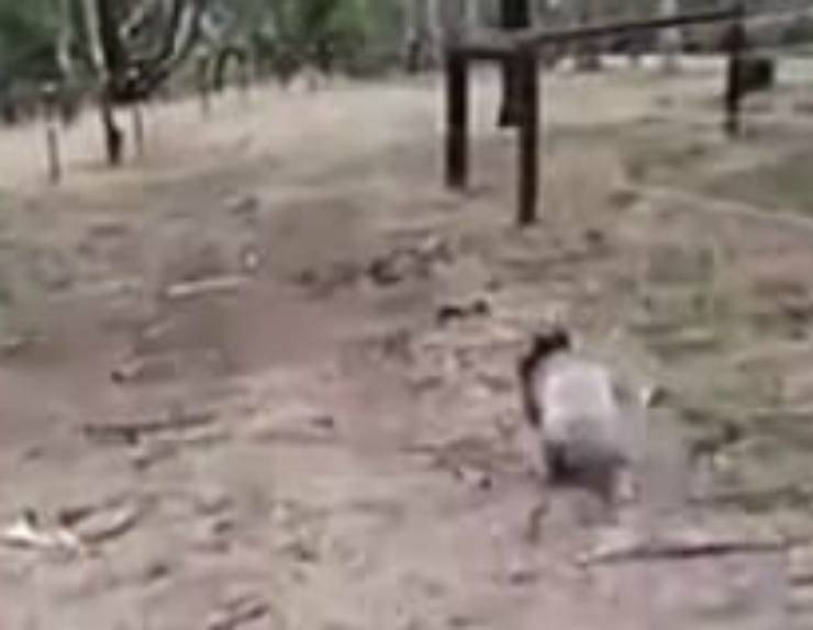 Il koala si avvia verso il suo habitat (Foto video)