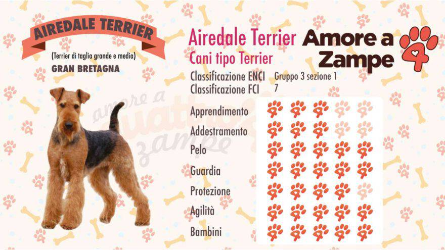 infografica cane AIREDALE TERRIER new