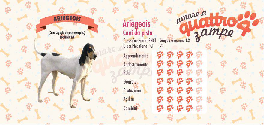 Ariégeois scheda razza